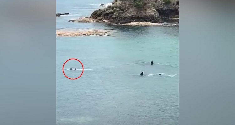 Kinder erleiden Todesangst, als 2 Orcas im Meer auf sie zukommen – Was dann folgt, ist atemberaubend