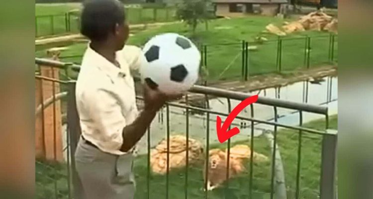 Kinder werfen Fußball in Löwen-Gehege – mit der Reaktion des Löwen hätte niemand gerechnet