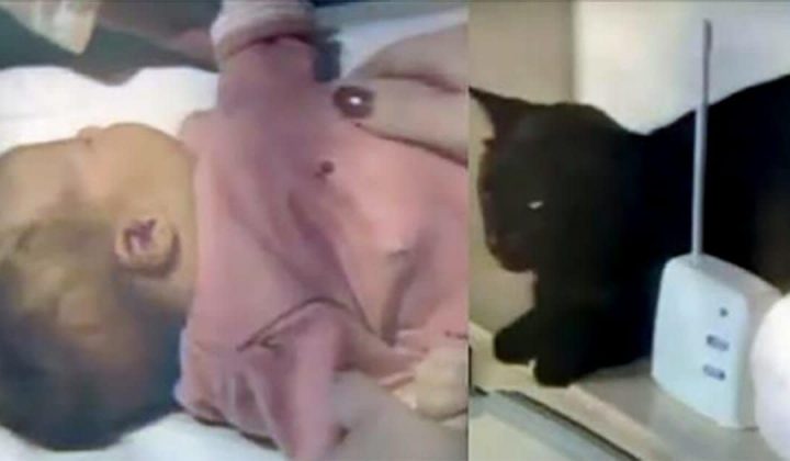 Schreie aus dem Babyfon: Heldenhafte Katze rettet kleines Baby vor dem Erstickungstod