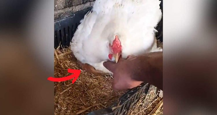 Bauer traut seinen Augen nicht- Welche Tierbabys dieses Huhn großzieht, ist unfassbar