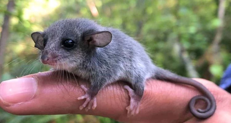 Kleiner als ein Finger- Forscher sind tief gerührt, als sie dieses winzige Tierbaby finden