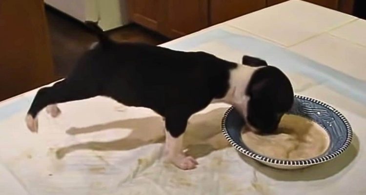 Kleiner Hund macht beim Fressen Handstand und landet fast im Napf – Das ganze Internet lacht