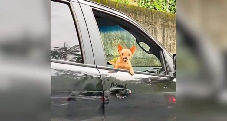 Kleiner Hund sieht Tierärztin im Auto - seine Reaktion ist zum Schieflachen