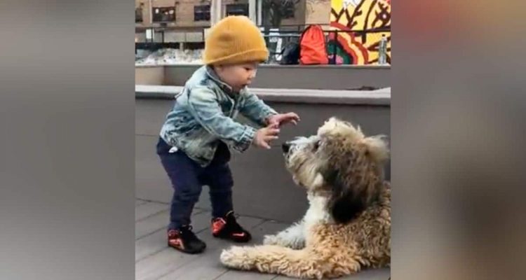 Kleiner Junge trifft zum 1. Mal auf einen Hund – Seine Reaktion lässt alle Herzen höher schlagen