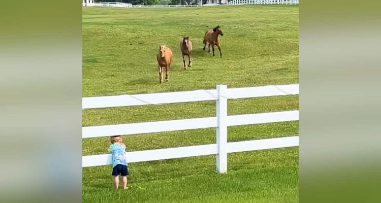 Kleines Mädchen steht am Zaun einer Weide – wie sie die Pferde anlockt, ist pure Magie