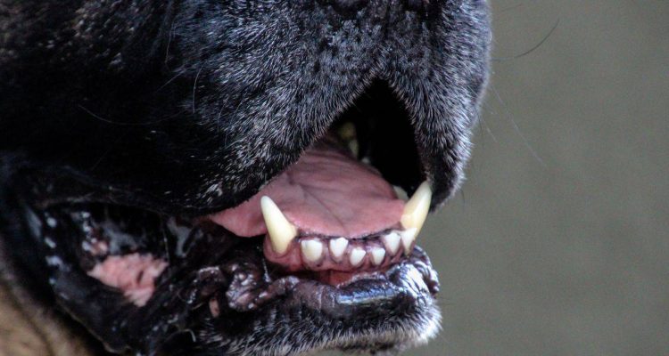 können Hunde durch den Mund atmen