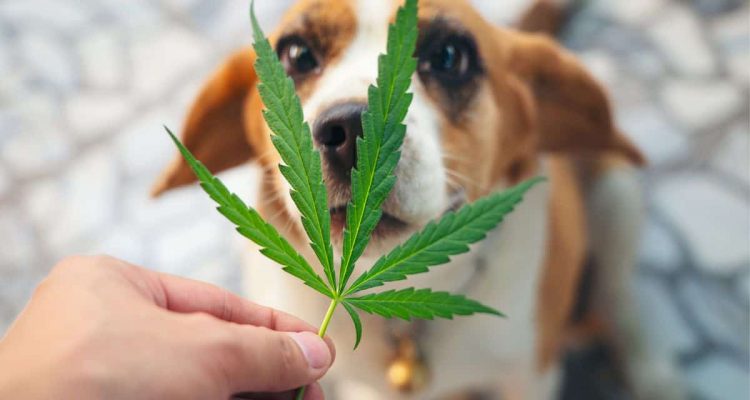 können hunde thc abbauen