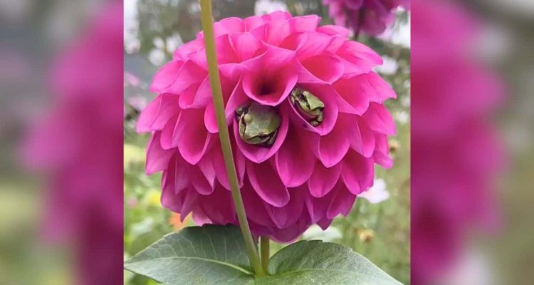 Komischer Blumenbewohner- Darum freut sich eine Gärtnerin, als sie Frösche in ihren Dahlien entdeckt