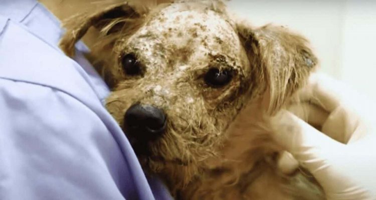 Kranker Hund wird im Müll entsorgt- Wie er sich dann verwandelt, berührt Herzen weltweit