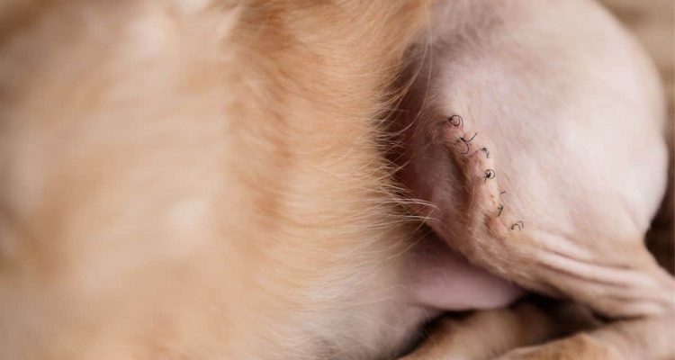 kreuzbandriss hund symptome