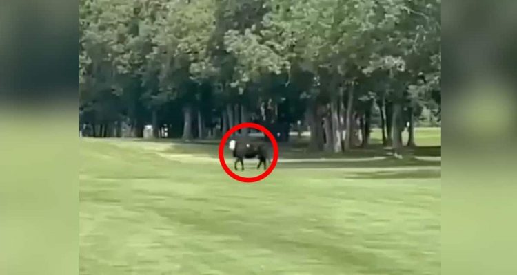 Kuh versteckt sich monatelang auf einem Golfplatz - der Grund dafür ist einfach herzzerreißend
