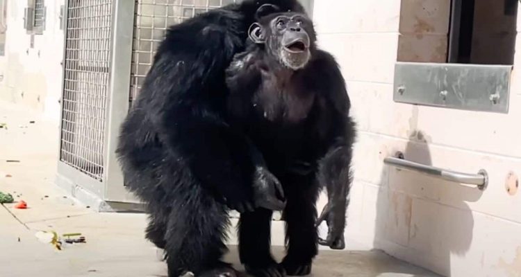 Labor-Schimpanse sieht zum ersten Mal den Himmel – seine Reaktion berührt Millione