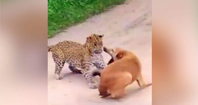 Leopard schleicht sich an Hund heran – Wie der Hund ihn dann in die Flucht schlägt, ist unglaublich
