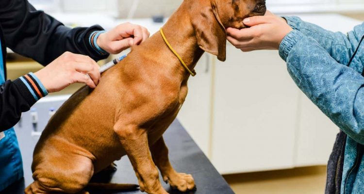 leptospirose hund impfung
