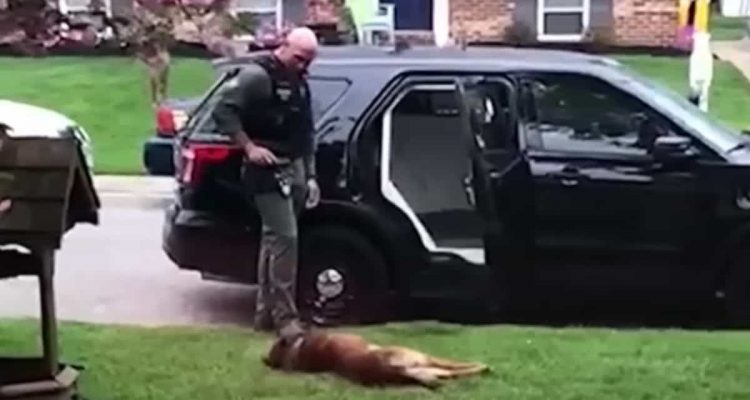 Lustiges Video- Polizeihund verweigert Arbeit und stellt sich tot – bis er bekommt, was er will