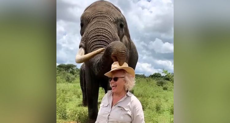 Lustiges Video- Welchen Trick dieser Elefant bei einer Frau vorführt, fasziniert alle Tierfans