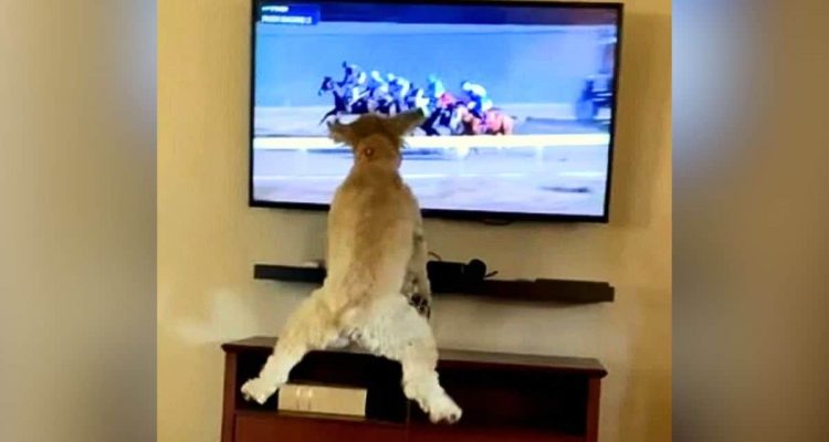Lustiges Video- Wie dieser Hund auf Pferderennen im TV reagiert, bringt tausende Menschen zum Lachen