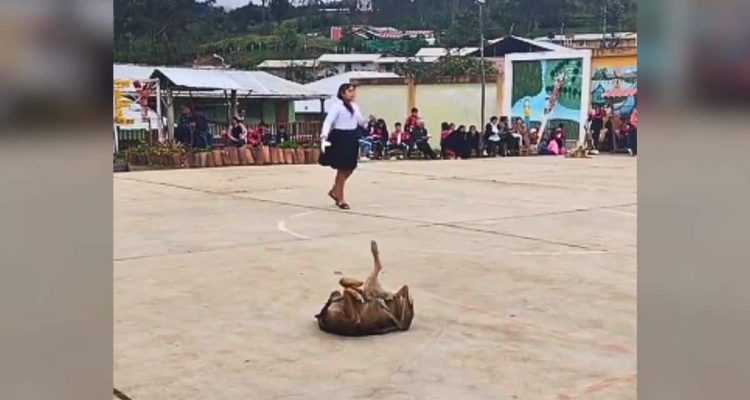 Mädchen macht Tanz-Aufführung- So süß stiehlt dieser Hund ihr die Show (Video)