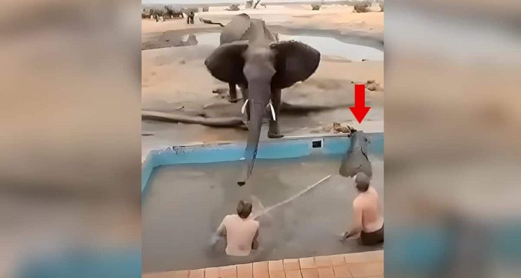Männer versuchen Elefantenbaby aus Pool zu retten - Doch mit der Reaktion der Mutter rechnet keiner