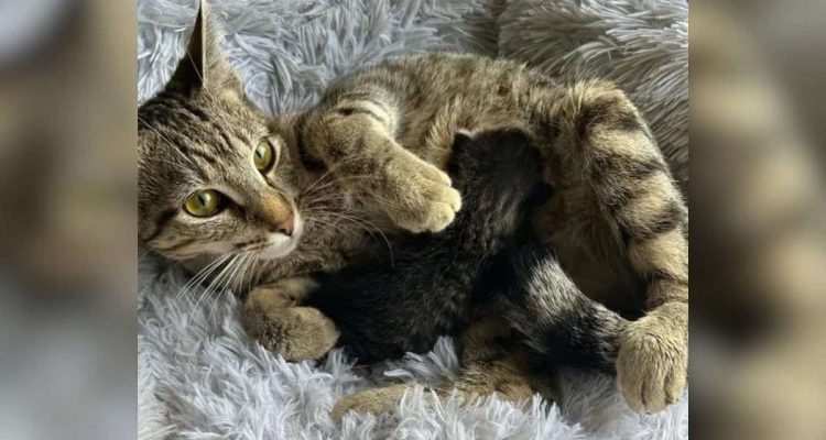 Mama-Katze verliert alle Kinder bis auf eins – wie eine Frau nun für beide sorgt, ist wundervoll