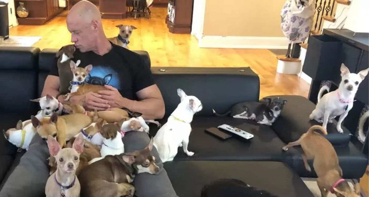 Mann adoptiert nach Scheidung 30 Chihuahuas – Der Grund verzaubert das Internet