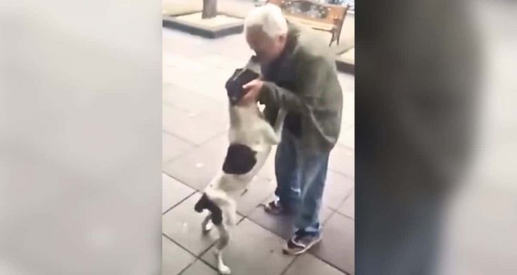 Mann findet vermissten Hund nach 3 Jahren wieder- Wie beide reagieren, rührt zutiefst