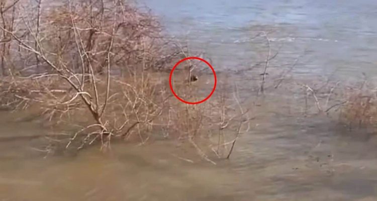 Mann hört hilflosen Hund im eiskalten Fluss – was er tut, um ihn zu retten, ist tief bewegend
