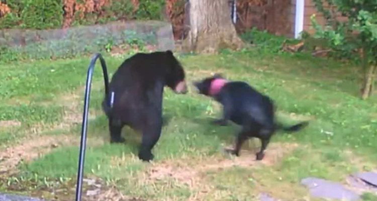 Mann hört seltsames Geräusch im Garten- Was seine Videokamera zeigt, bringt sein Herz zum Stillstand