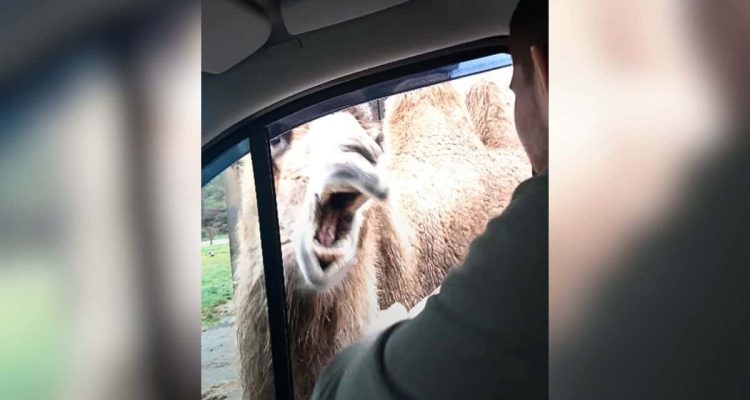 Familie fährt im Auto durch Safaripark - wie dieses Kamel reagiert, ist zum Totlachen-1