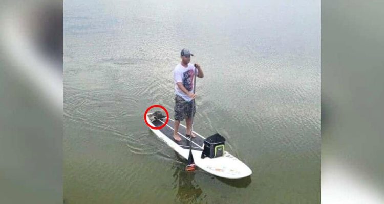 Mann ist sprachlos, als er dieses Tier im See sichtet – und paddelt dann hinaus, um es zu retten