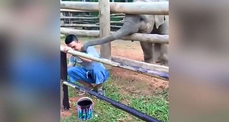 Mann lackiert Zaun im Zoo – wie ein Baby-Elefant ihn von der Arbeit abhält, ist einfach zuckersüß