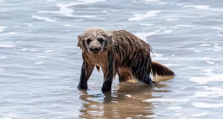 Mann macht unglaubliche Entdeckung am Strand einer Insel - so ein Tier hat er noch nie gesehen 