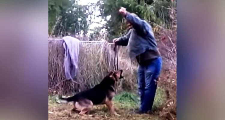 Mann rettet Hund und wird von ihm angegriffen – Der Grund dahinter ist schockierend