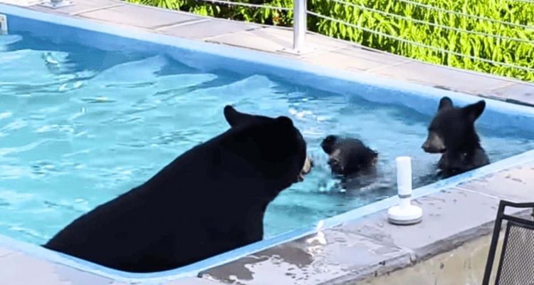 Mann schaut in seinen Garten - er kann nicht glauben, welche Tierfamilie in seinem Pool planscht