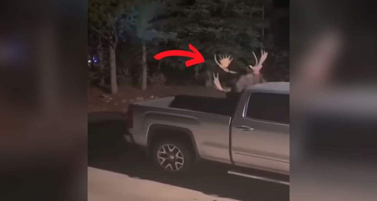 Mann schreit nach seiner Mama, als er 2 Elche vor dem Haus kämpfen sieht - dieses Video geht viral