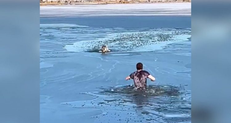 Hund kämpft in eisigem Wasser mit dem Tod - wie dieser Mann reagiert, ist unfassbar