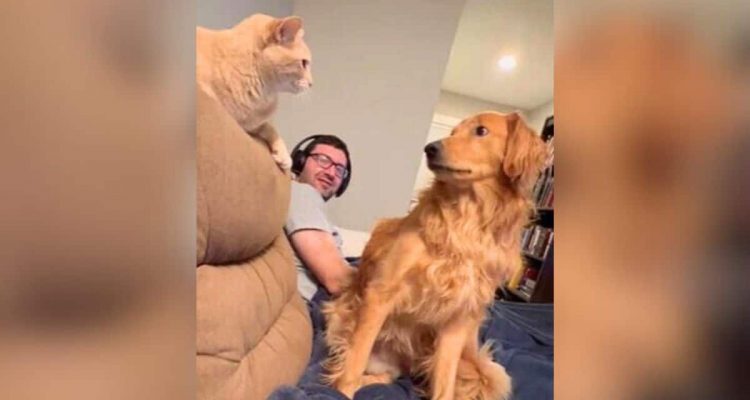 Mann streichelt seinen Hund – wie seine Katze darauf reagiert, lässt Lachtränen rollen