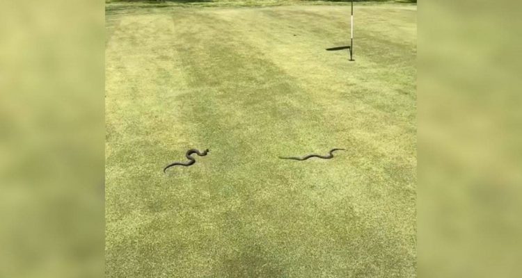 Mann will Golf spielen - was er auf dem Rasen sieht, sorgt für einen heftigen Schock