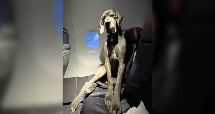 Mann will riesige Dogge mit ins Flugzeug nehmen - wie er das schafft, ist spektakulär
