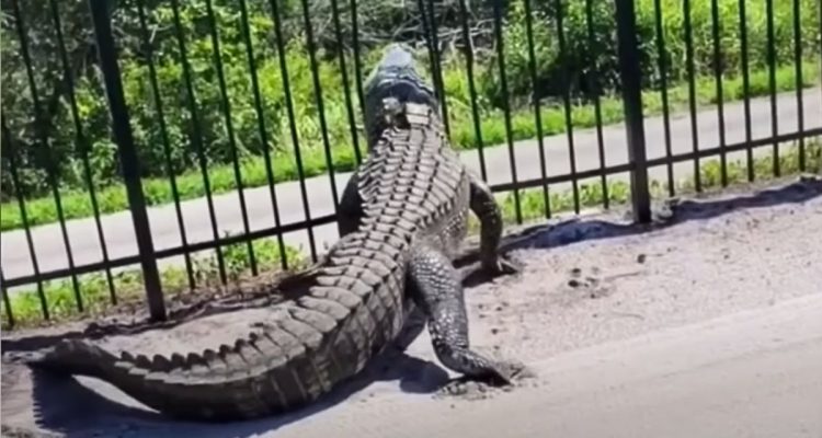 Metallzaun steht Alligator im Weg – was dann passiert, ist mehr als beeindruckend
