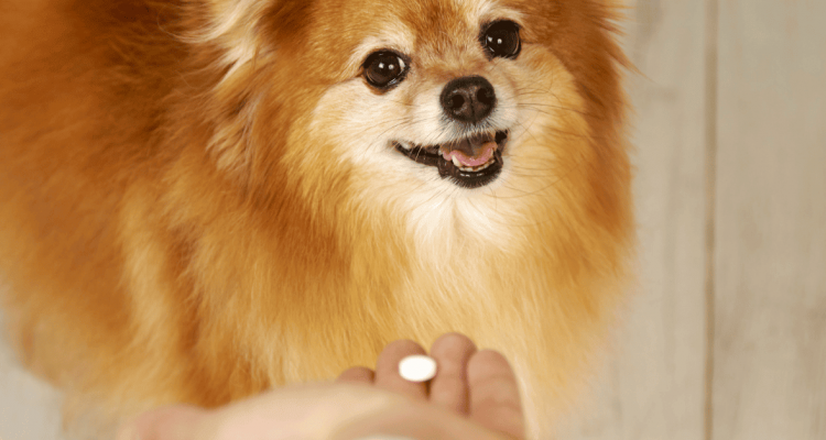 milbemax hund dosierung