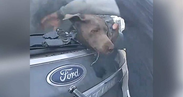 Millionen Menschen fiebern mit: Polizist riskierte sein Leben, um Hund aus brennendem Auto zu retten