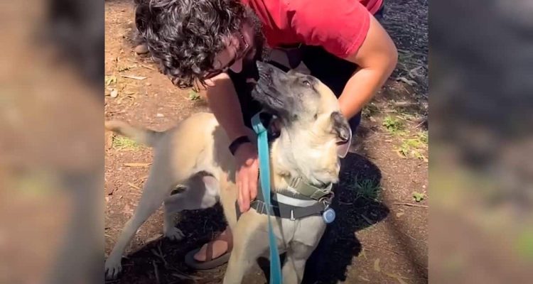 Misshandelter Hund trifft nach Monaten seinen Retter wieder - seine Reaktion trifft direkt ins Herz