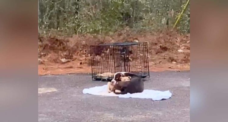 Mit Welpe am Straßenrand ausgesetzt – So rührend reagiert diese Hunde-Mama auf ihre Retter