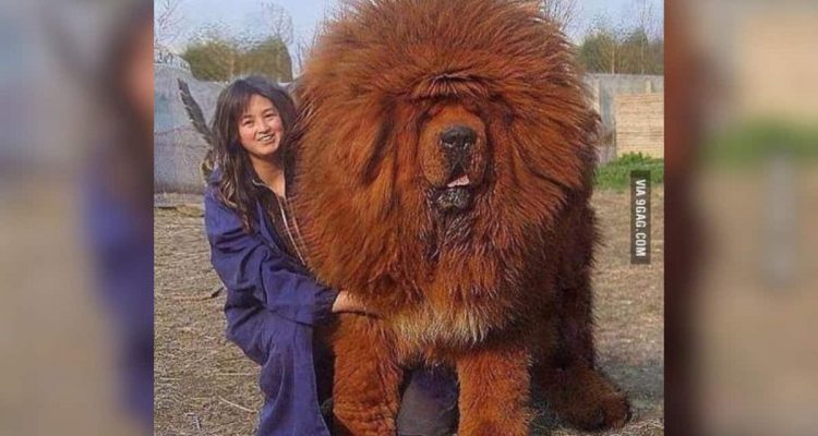 most expensive dog breed