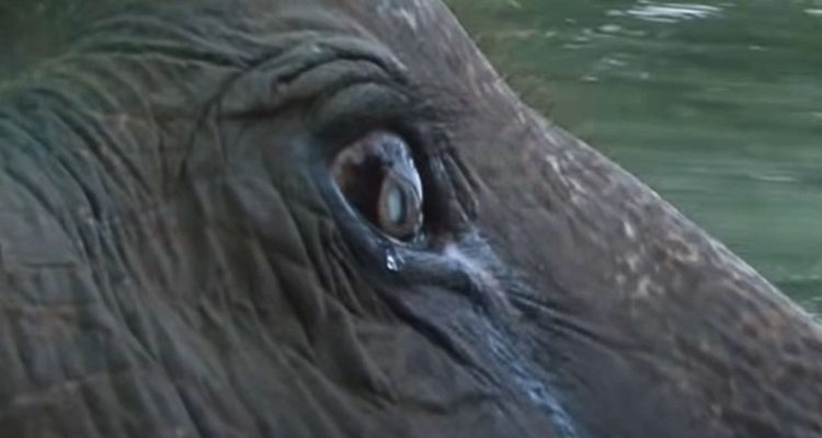 73-jähriger Elefant aus Gefangenschaft befreit- Seine Reaktion trifft direkt ins Herz