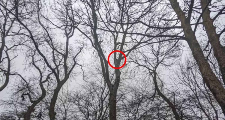 Nachbarn sind schockiert, als sie dieses Tier im Baum entdecken – und müssen sofort handel