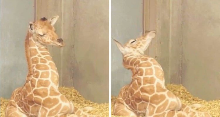 newborn giraffe 1