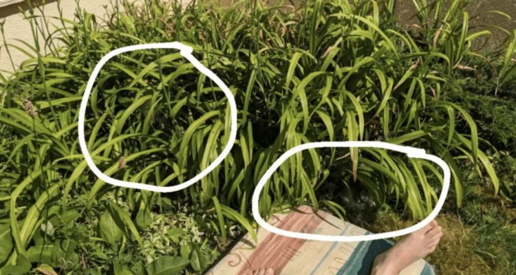 Frau macht Foto im Garten - wer sich da versteckt, lässt das ganze Internet rätseln