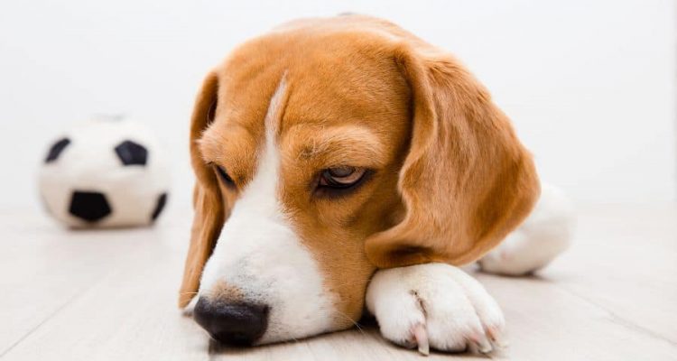 Nierenversagen Hund Endstadium Symptome